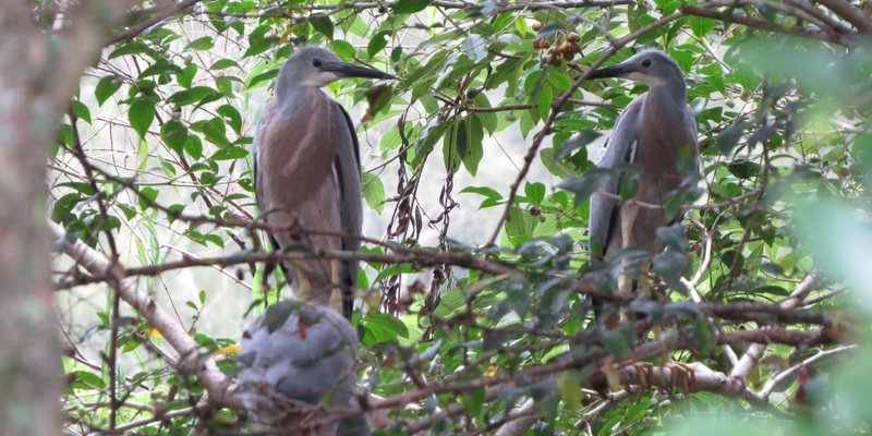 Illawarra LALC Biodiversity Offset Credits